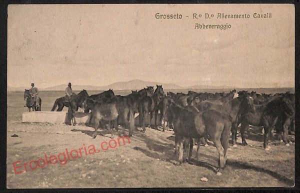 ag1999 - CARTOLINA D'EPOCA - Grosseto Città - Allevamento Cavalli