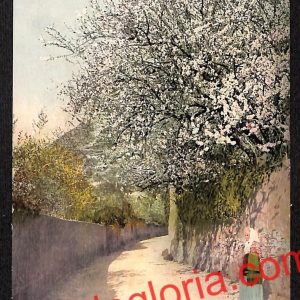 ag8831 - CARTOLINA D'EPOCA - Messina Provincia - Taormina