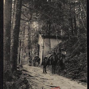 ag0051 - CARTOLINA D'EPOCA - Firenze Provincia - Vallombrosa 1925