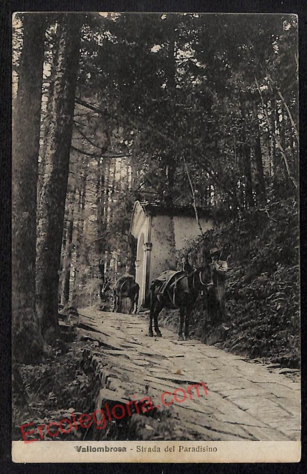 ag0051 - CARTOLINA D'EPOCA - Firenze Provincia - Vallombrosa 1925