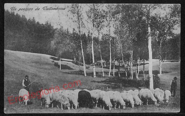 ag0055 - CARTOLINA D'EPOCA - Firenze Provincia - Vallombrosa 1915