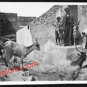 ag8886 - CARTOLINA D'EPOCA - Messina Provincia - Taormina