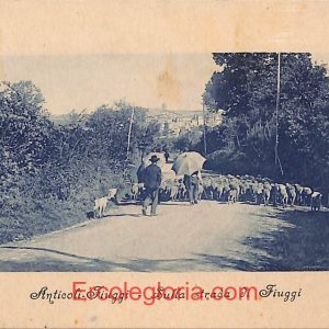 ad8302 - CARTOLINA D'EPOCA - Roma Provincia - Fiuggi