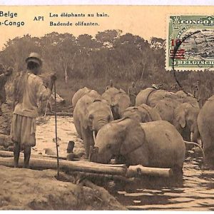 ai3427 - Congo Belge -  POSTAL HISTORY - Stationery Card - FAUNA Elephants