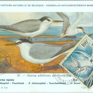 87595 - MONACO - Postal History - MAXIMUM CARD -  BIRDS  1955