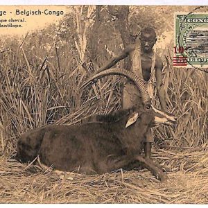 ai3430 - Congo Belge -  POSTAL HISTORY - Postal Stationery Card - FAUNA Antilope