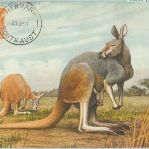 81366 - AUSTRALIA  - Postal History:  MAXIMUM CARD  - FAUNA Kangaroo 1954