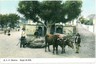 02398 ETHNIC vintage postcard: PORTUGAL - MADEIRA