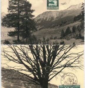 54554 -  ITALY - POSTAL HISTORY: set of 2 MAXIMUM CARD - 1951  NATURE Trees