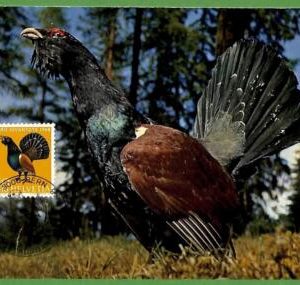 32887 - Switzerland -  MAXIMUM CARD  -  FAUNA, BIRDS Pro Juventute