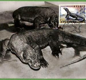32749 - BELGIUM -  MAXIMUM CARD  -  1955 -  REPTILES