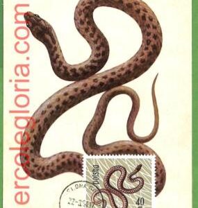 32750 - POLAND -  MAXIMUM CARD  - FAUNA, REPTILES