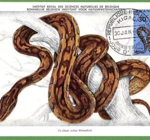 32745 - RWANDA -  MAXIMUM CARD  - REPTILES, Snakes