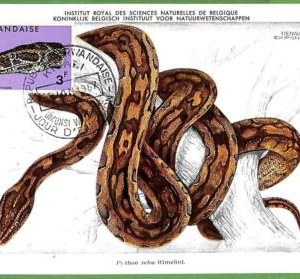 32779 - RWANDA -  MAXIMUM CARD  - 1967 - REPTILES, Snakes