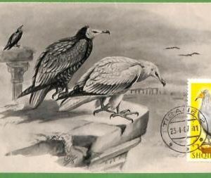 32915 - ALBANIA -  MAXIMUM CARD  - 1967 - FAUNA, BIRDS