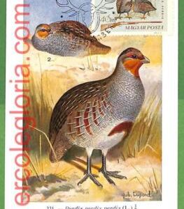 32929 - HUNGARY -  MAXIMUM CARD  - FAUNA, BIRDS