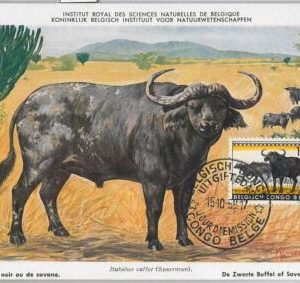 52193  - Belgian CONGO BELGE  -  FDC  MAXIMUM CARD - 1956  ANIMALS: BUFFALO