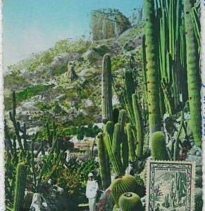 32445 - MONACO - MAXIMUM CARD : nature CACTUS cactii 1949 - NICE!