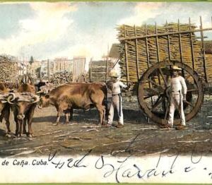 aa6043 - HABANA - Vintage Postcard - Carros de Cana