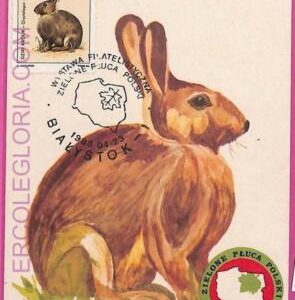 ag3498 - POLAND - POSTAL HISTORY - Maximum Card - 1988, Animals rabbits