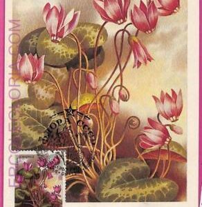 ag3470 - USSR Russia - POSTAL HISTORY - Maximum Card - 1983 - Flowers