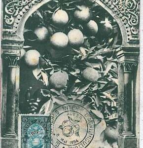38744 - ALGERIA - POSTAL HISTORY - MAXIMUM CARD - FRUIT: Oranges 1954
