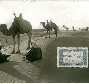 38753 - Algerien - POSTGESCHICHTE - MAXIMUM KARTE 1938: KAMELE & PALMEN