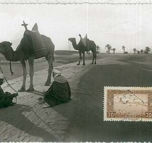 38756 - Algerien - POSTGESCHICHTE - MAXIMUM KARTE 1939: KAMELE & PALMEN