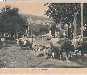 52845 -  CARTOLINA d'Epoca - FROSINONE provincia - FIUGGI:  CARRO con BUOI