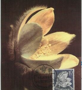 63360 - SPANISH ANDORRA - POSTAL HISTORY: MAXIMUM CARD - FLOWERS 1966