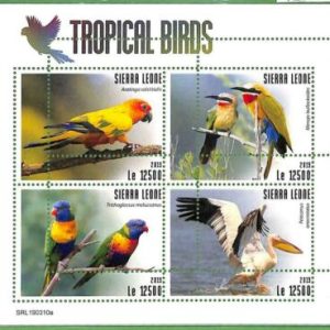 A2528 - SIERRA LEONE - FEHLER: MISPERF, Miniatur s- 2019 Tropenvögel, Pelikan
