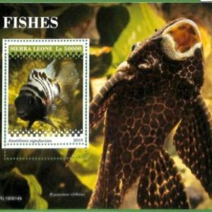 A2595 - SIERRA LEONE - FEHLER: MISPERF Sonderblock - 2019 Zebrabuntbarsch, Fisch