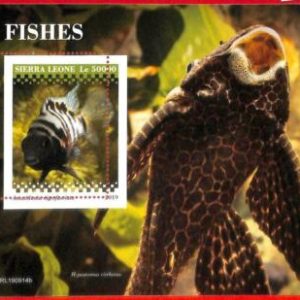 A4528 - SIERRA LEONE - ERROR MISPERF, Hoja de recuerdo: 2019, Pescado, Vida...