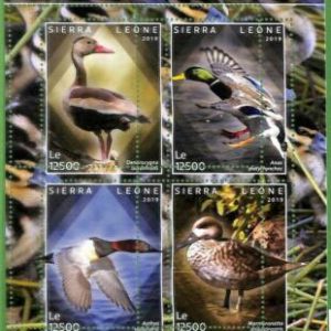 A2559 - SIERRA LEONE - ERROR: MISPERF, Hoja miniatura - 2019, Aves, Patos