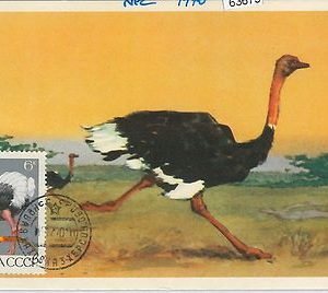 63675 -  RUSSIA USSR - POSTAL HISTORY: MAXIMUM CARD 1970 - BIRDS ostrich