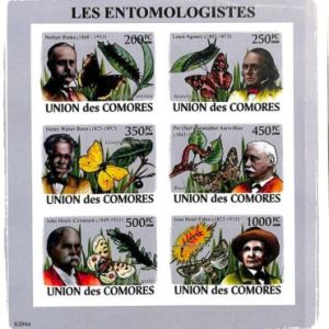 A0312 - COMORES Comoros - IMPERF 2008 stamp SHEET: fauna insects BUTTERFLIES