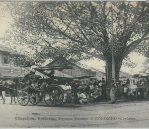 80364  -   CEYLON  - VINTAGE POSTCARD   -  COLOMBO