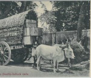 80360  -   CEYLON  - VINTAGE POSTCARD   -  COLOMBO  - Ethnic: LIPTON Tea!