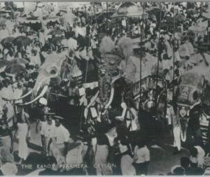 80371  -   CEYLON  - VINTAGE POSTCARD   -   KANDY : Elephants ETHNIC
