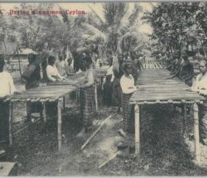 80385  -   CEYLON  - VINTAGE POSTCARD   -   Ethnic:  DRYING CINNAMON