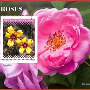 A4531 - SIERRA LEONE - ERROR MISPERF, Hoja de recuerdo: 2019, Rosas, Flores