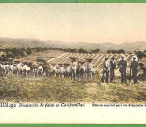 a0508 - SPAIN - VINTAGE POSTCARD   Postal Antigua - Malaga GRAPES WINE