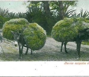 24358 -  MEXICO VINTAGE POSTCARD - ETHNIC POSTCARD: DONKEYS  BURROS CARGADOS DE