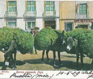 24377-MEXICO-VINTAGE POSTCARD-ETHNIC POSTCARD:DONKEYS/BURROS CARGADOS DE PAJA