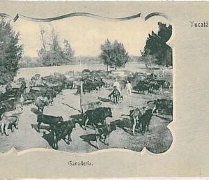 24516 - MEXICO- VINTAGE POSTCARD - YUCATAN