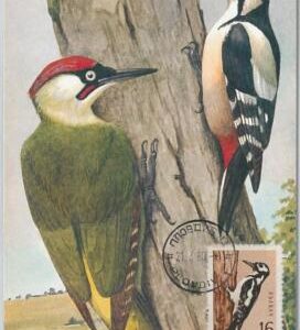 52171 - BULGARIA - MAXIMUM CARD - ANIMALS Birds WOODPECKER 1960