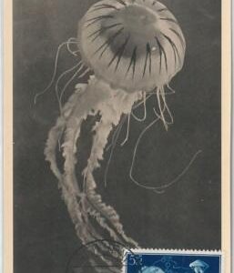 52607 - IFNI - MAXIMUM CARD - ANIMALS Sea Life MEDUSA Jellyfish    1956