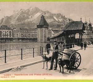 af4362 - SWITZERLAND - VINTAGE POSTCARD - 1908 - Working Dogs LUZERN