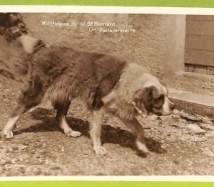 af4322 - VINTAGE POSTCARD  - Dogs SAINT BERNARD