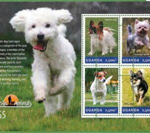 A3165 - UGANDA, FEHLER MISSPERF: 2014, Hunde, Papillons, Chihuahuas, York...